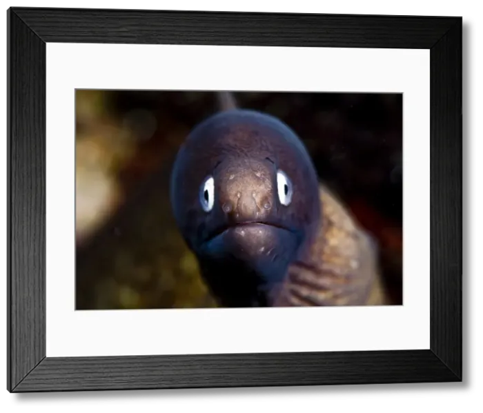 Framed Print : White eyed moray eel (Siderea thysoidea), Philippines, Southeast Asia, Asia Framed Print : White eyed moray eel (Siderea thysoidea), Philippines, Southeast Asia, Asia