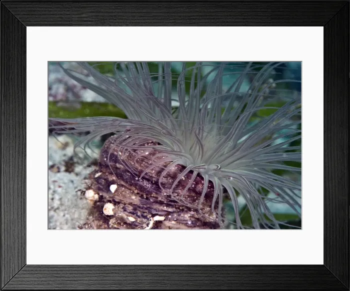Framed Print : Tube anemone (Boloceroides sp), Philippines, Southeast Asia, Asia