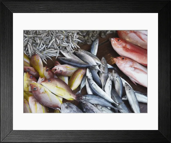 Framed Print : Fish at market, Weligama, Southern Province, Sri Lanka, Asia Framed Print : Fish at market, Weligama, Southern Province, Sri Lanka, Asia