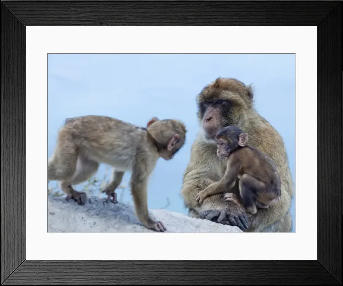 Framed Print : Barbary macaques (Macaca sylvanus) interaction, Gibraltar, Europe Framed Print : Barbary macaques (Macaca sylvanus) interaction, Gibraltar, Europe