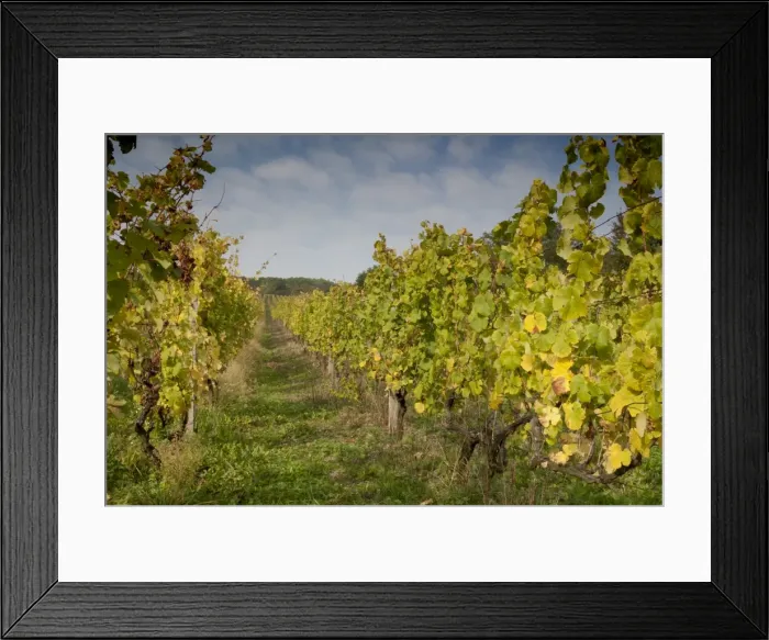 Framed Print : Vineyard above village of Vlcnov, Zlinsko, Czech Republic, Europe Framed Print : Vineyard above village of Vlcnov, Zlinsko, Czech Republic, Europe