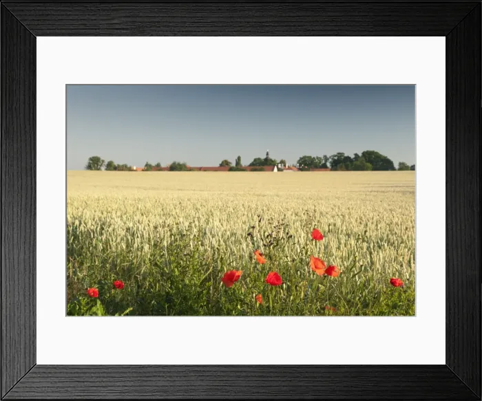 Framed Print : Common poppy (papaver rhoeas) on edge of wheat field and Ctenice Castle, Ctenice, Stredocesko, Czech Republic, Europe Framed Print : Common poppy (papaver rhoeas) on edge of wheat field and Ctenice Castle, Ctenice, Stredocesko, Czech Republic, Europe