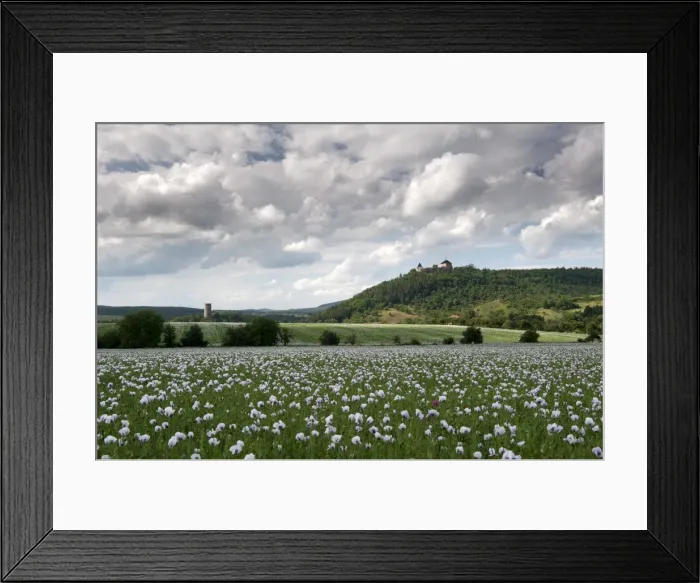 Framed Print : Zebrak and Tocnik castles from across a poppy field, Tocnik, Stredocesko, Czech Republic, Europe Framed Print : Zebrak and Tocnik castles from across a poppy field, Tocnik, Stredocesko, Czech Republic, Europe