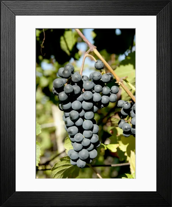 Framed Print : St. Laurent wine grapes in vineyard near village of Kostelec, Brnensko, Czech Republic, Europe Framed Print : St. Laurent wine grapes in vineyard near village of Kostelec, Brnensko, Czech Republic, Europe