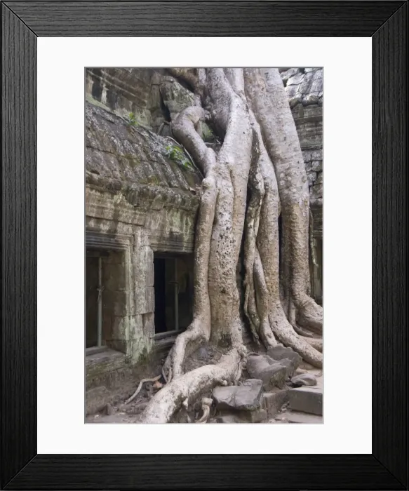 Framed Print : Ta Prohm, Angkor Archaeological Park, UNESCO World Heritage Site, Siem Reap, Cambodia, Indochina, Southeast Asia, Asia Framed Print : Ta Prohm, Angkor Archaeological Park, UNESCO World Heritage Site, Siem Reap, Cambodia, Indochina, Southeast Asia, Asia