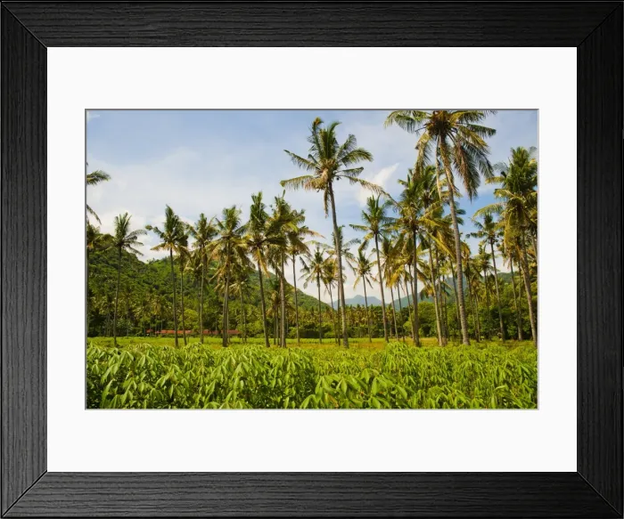 Framed Print : Tropical palm trees, Mangsit Beach, Lombok, Indonesia, Southeast Asia, Asia Framed Print : Tropical palm trees, Mangsit Beach, Lombok, Indonesia, Southeast Asia, Asia
