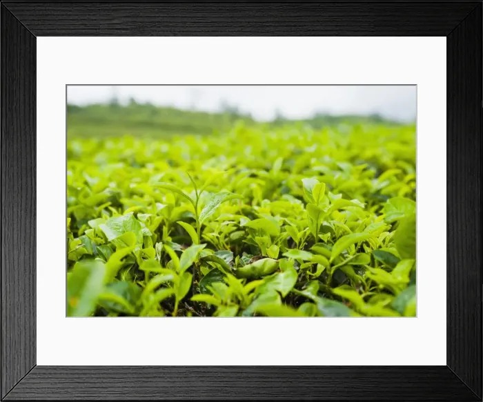 Framed Print : Tea leaf close up in a tea plantation near Bandung, Java, Indonesia, Southeast Asia, Asia Framed Print : Tea leaf close up in a tea plantation near Bandung, Java, Indonesia, Southeast Asia, Asia