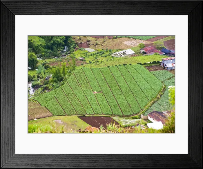 Framed Print : Aerial phot of vegetable fields at Wonosobo, Dieng Plateau, Central Java, Indonesia, Southeast Asia, Asia Framed Print : Aerial phot of vegetable fields at Wonosobo, Dieng Plateau, Central Java, Indonesia, Southeast Asia, Asia