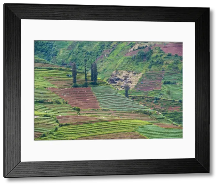 Framed Print : Vegetable fields at Wonosobo, Dieng Plateau, Central Java, Indonesia, Southeast Asia, Asia
