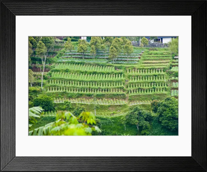 Framed Print : Vegetable terraces on a steep hill, Bandung, Java, Indonesia, Southeast Asia, Asia Framed Print : Vegetable terraces on a steep hill, Bandung, Java, Indonesia, Southeast Asia, Asia