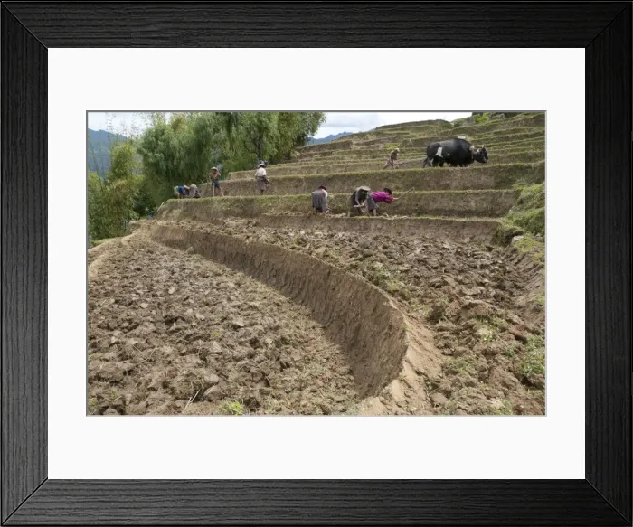 Framed Print : Female farmers at work in rice terraces, Radi, Eastern Bhutan, Bhutan, Asia Framed Print : Female farmers at work in rice terraces, Radi, Eastern Bhutan, Bhutan, Asia