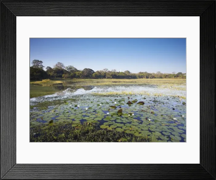 Framed Print : Basawakkulama Lake, Anuradhapura, UNESCO World Heritage Site, North Central Province, Sri Lanka, Asia Framed Print : Basawakkulama Lake, Anuradhapura, UNESCO World Heritage Site, North Central Province, Sri Lanka, Asia