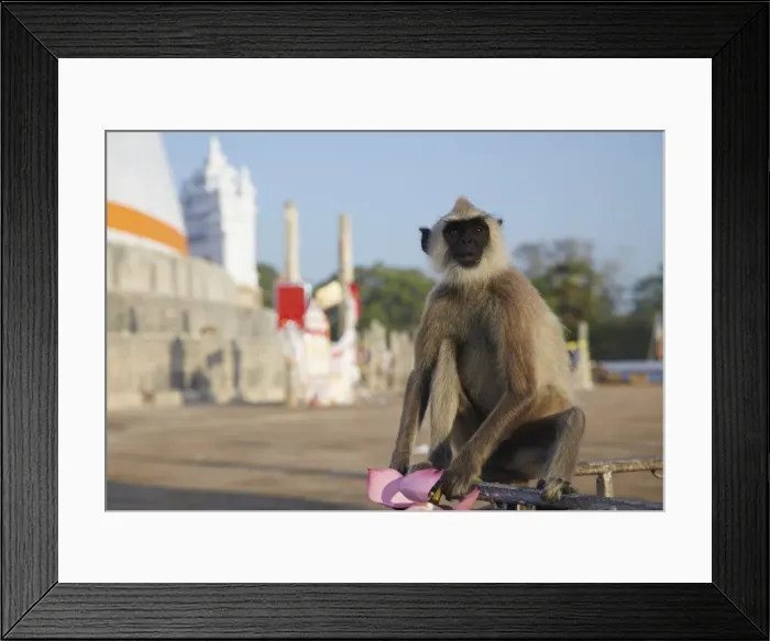 Framed Print : Grey langur at Ruvanvelisaya Dagoba, Anuradhapura, UNESCO World Heritage Site, North Central Province, Sri Lanka, Asia Framed Print : Grey langur at Ruvanvelisaya Dagoba, Anuradhapura, UNESCO World Heritage Site, North Central Province, Sri Lanka, Asia