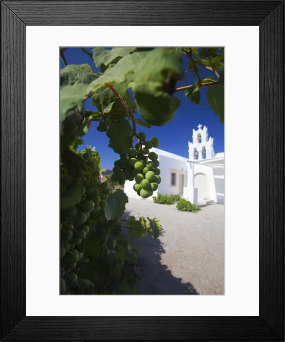 Framed Print : Grapes and church, Santorini, Cyclades, Greek Islands, Greece, Europe Framed Print : Grapes and church, Santorini, Cyclades, Greek Islands, Greece, Europe