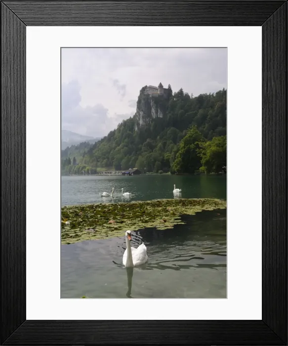 Framed Print : Mute swans (Cygnus olor) and Mallard ducks (Anas platyrhynchos), Lake Bled, slovenia, slovenian, europe, european Framed Print : Mute swans (Cygnus olor) and Mallard ducks (Anas platyrhynchos), Lake Bled, slovenia, slovenian, europe, european