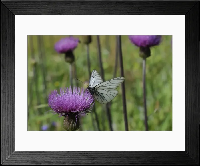 Framed Print : Black veined white butterfly (Aporia crataegi) feeding from Pannonic thistle (Cirsium pannonicum), Julian Alps, slovenia, slovenian, europe, european Framed Print : Black veined white butterfly (Aporia crataegi) feeding from Pannonic thistle (Cirsium pannonicum), Julian Alps, slovenia, slovenian, europe, european