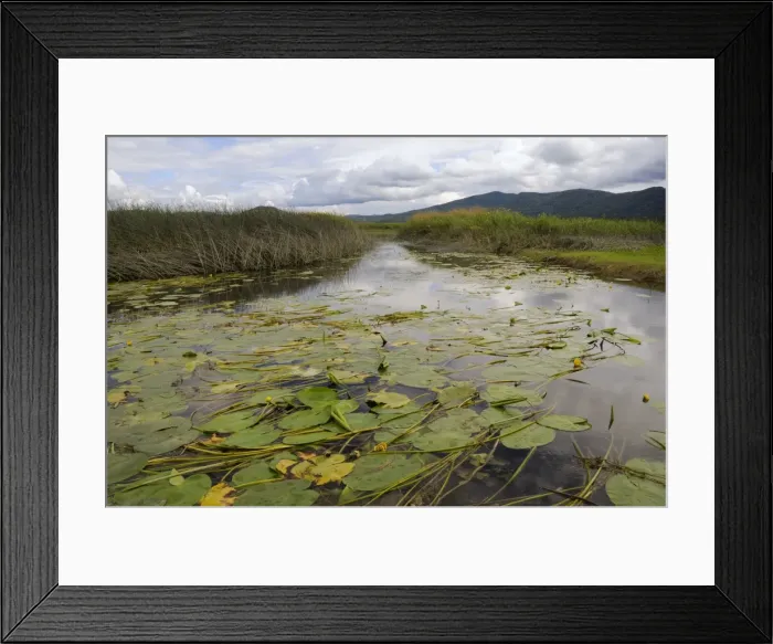 Framed Print : Lake Cerknica shrunken to narrow channels choked with yellow water lily leaves (Nuphea lutea) in summer, slovenia, slovenian, europe, european Framed Print : Lake Cerknica shrunken to narrow channels choked with yellow water lily leaves (Nuphea lutea) in summer, slovenia, slovenian, europe, european