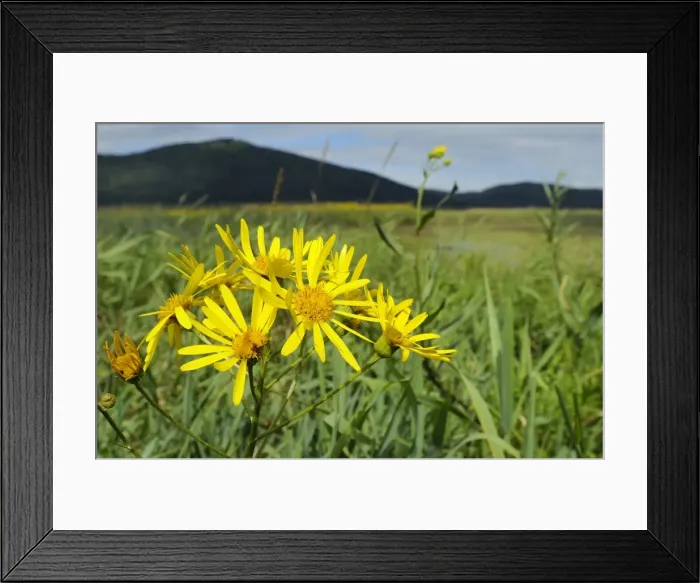 Framed Print : Fen Ragwort (Senecio paludosus) flowering in marshland left by shrinking waters of Lake Cerknica in summer, slovenia, slovenian, europe, european Framed Print : Fen Ragwort (Senecio paludosus) flowering in marshland left by shrinking waters of Lake Cerknica in summer, slovenia, slovenian, europe, european