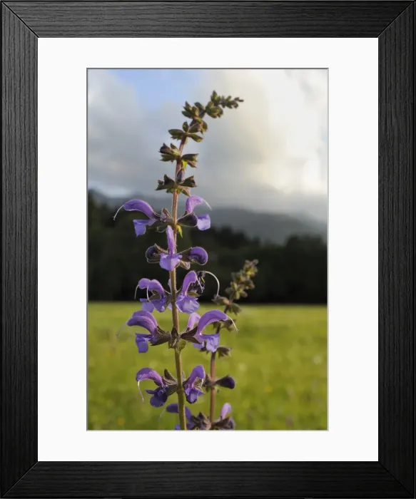 Framed Print : Meadow clary (Salvia pratensis) flowering in traditional hay meadow, Julian Alps, slovenia, slovenian, europe, european Framed Print : Meadow clary (Salvia pratensis) flowering in traditional hay meadow, Julian Alps, slovenia, slovenian, europe, european
