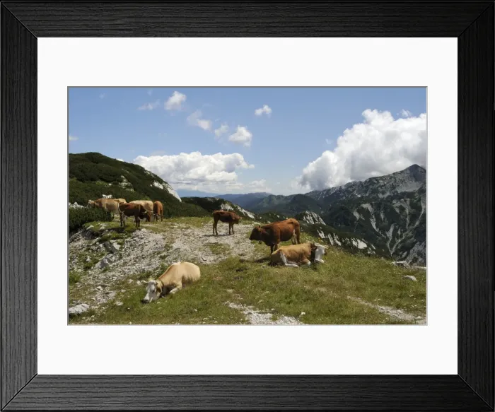 Framed Print : Small herd of Cows (Bos taurus) on alpine pastureland in the Julian Alps, Triglav National Park, slovenia, slovenian, europe, european Framed Print : Small herd of Cows (Bos taurus) on alpine pastureland in the Julian Alps, Triglav National Park, slovenia, slovenian, europe, european