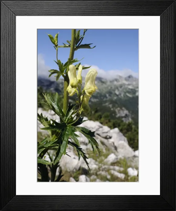 Framed Print : Alpine Wolfsbane or Yellow monkshood (Aconitum lycoctonum neapolitanum), Triglav National Park, slovenia, slovenian, europe, european Framed Print : Alpine Wolfsbane or Yellow monkshood (Aconitum lycoctonum neapolitanum), Triglav National Park, slovenia, slovenian, europe, european