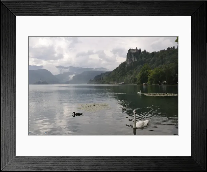 Framed Print : Mute swans (Cygnus olor) and Mallard ducks (Anas platyrhynchos), Lake Bled, slovenia, slovenian, europe, european