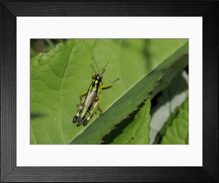 Framed Print : Mountain grasshopper (Miramella irena), Julian Alps, slovenia, slovenian, europe, european Framed Print : Mountain grasshopper (Miramella irena), Julian Alps, slovenia, slovenian, europe, european