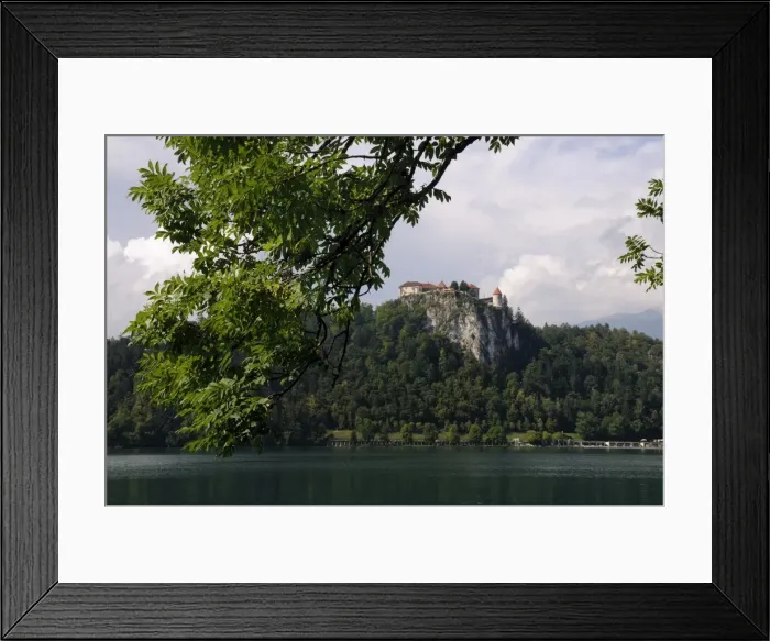 Framed Print : Ash tree (Fraxinus excelsior) branches framing Bled Castle, Lake Bled, slovenia, slovenian, europe, european Framed Print : Ash tree (Fraxinus excelsior) branches framing Bled Castle, Lake Bled, slovenia, slovenian, europe, european