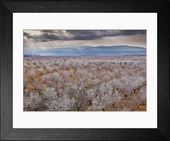 Framed Print : Spring almond blossom, Andalucia, Spain, Europe Framed Print : Spring almond blossom, Andalucia, Spain, Europe