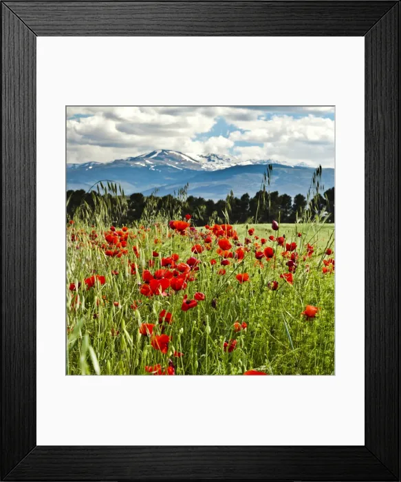 Framed Print : Wild poppies (Papaver rhoeas) and wild grasses in front of snow capped Sierra Nevada mountains, Andalucia, Spain, Europe Framed Print : Wild poppies (Papaver rhoeas) and wild grasses in front of snow capped Sierra Nevada mountains, Andalucia, Spain, Europe