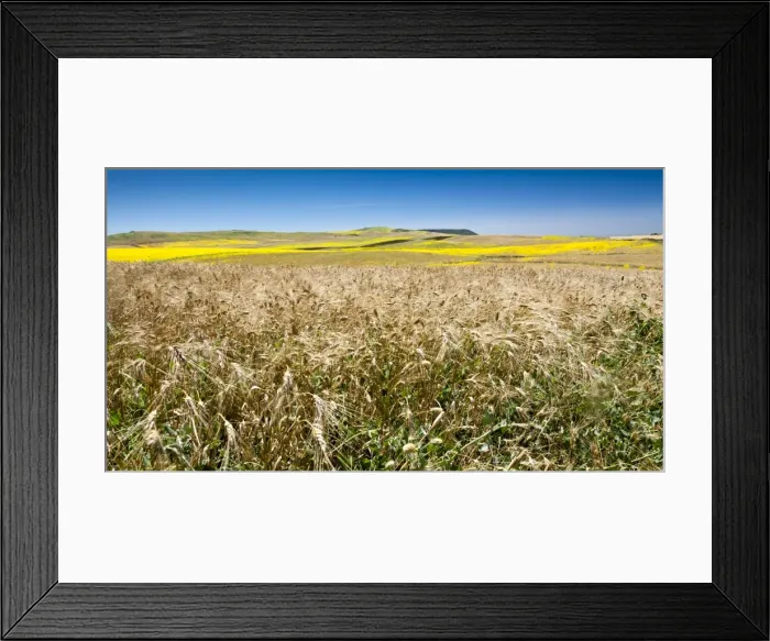 Framed Print : Weeds in wheat and summer fields, Cadiz, Andalucia, Spain, Europe Framed Print : Weeds in wheat and summer fields, Cadiz, Andalucia, Spain, Europe