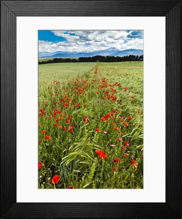 Framed Print : Wild poppies (Papaver rhoeas) and wild grasses in front of snow capped Sierra Nevada mountains, Andalucia, Spain, Europe