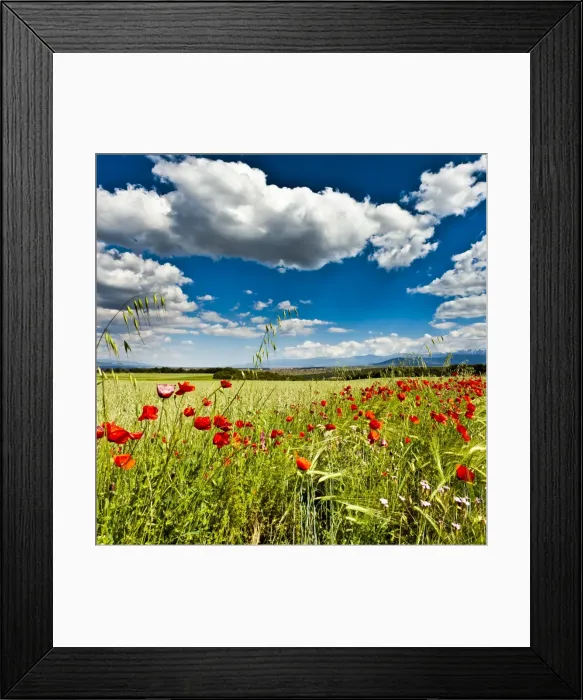 Framed Print : Wild poppies (Papaver rhoeas) and wild grasses in front of Sierra Nevada mountains, Andalucia, Spain, Europe Framed Print : Wild poppies (Papaver rhoeas) and wild grasses in front of Sierra Nevada mountains, Andalucia, Spain, Europe