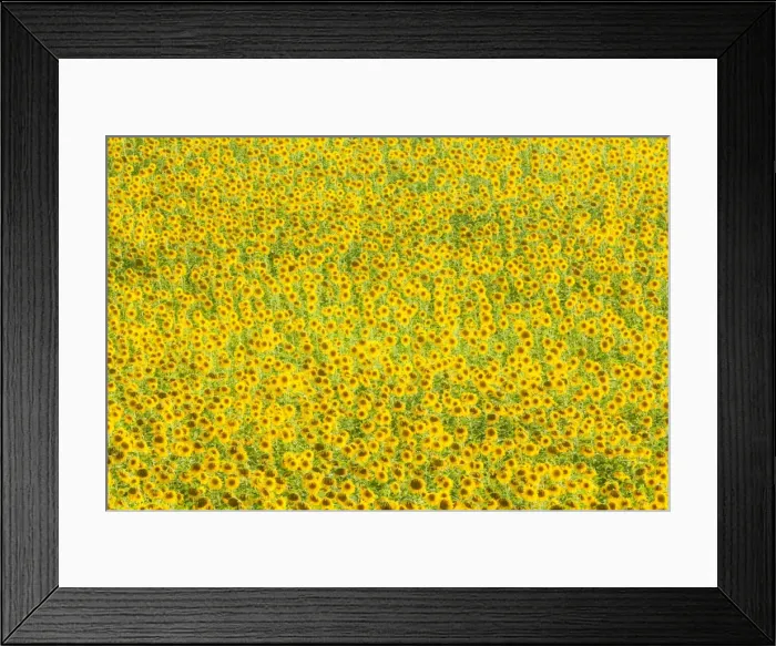 Framed Print : Sunflower (Helianthus) fields, Andalucia, Spain, Europe Framed Print : Sunflower (Helianthus) fields, Andalucia, Spain, Europe