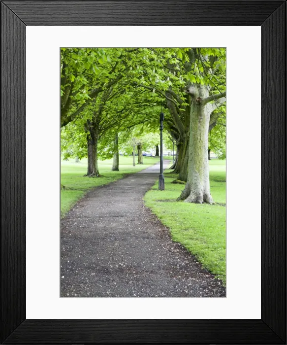 Framed Print : Spring trees on The Stray in spring, Harrogate, North Yorkshire, Yorkshire, England, United Kingdom, Europe Framed Print : Spring trees on The Stray in spring, Harrogate, North Yorkshire, Yorkshire, England, United Kingdom, Europe