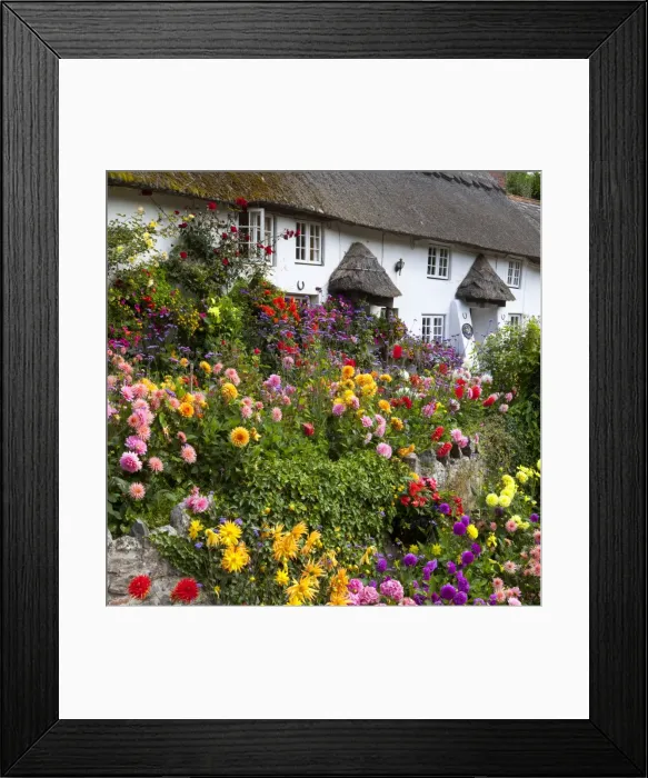 Framed Print : Flower fronted thatched cottage, Devon, England, United Kingdom, Europe Framed Print : Flower fronted thatched cottage, Devon, England, United Kingdom, Europe