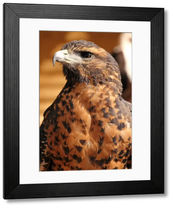 Framed Print : Harris hawk (Parabuteo unicinctus) formerly known as the bay-winged hawk (dusky hawk), which breeds in the southern U. S. A. Chile and Argentina, in captivity in the United Kingdom, Europe Framed Print : Harris hawk (Parabuteo unicinctus) formerly known as the bay-winged hawk (dusky hawk), which breeds in the southern U. S. A. Chile and Argentina, in captivity in the United Kingdom, Europe