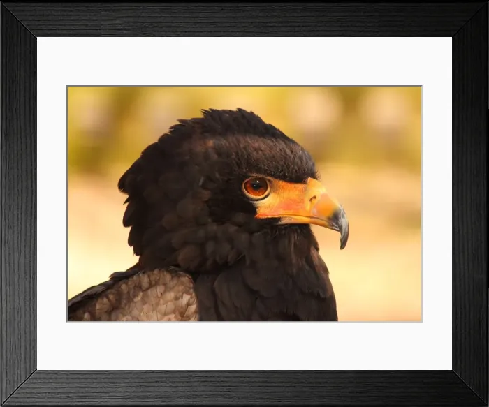 Framed Print : Bateleur (Terathopius ecaudatus) is a medium-sized eagle in the bird family Accipitridae, resident in Sub-Saharan Africa, in captivity in the United Kingdom, Europe Framed Print : Bateleur (Terathopius ecaudatus) is a medium-sized eagle in the bird family Accipitridae, resident in Sub-Saharan Africa, in captivity in the United Kingdom, Europe