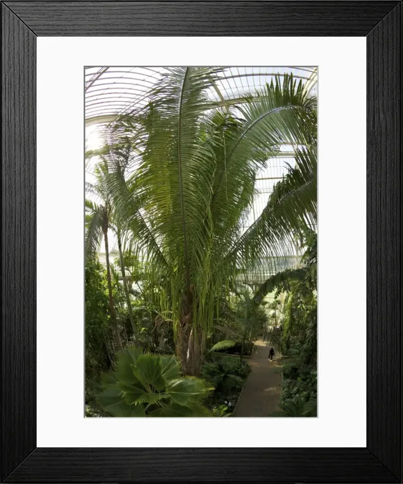 Framed Print : Palm House interior, Royal Botanic Gardens, Kew, UNESCO World Heritage Site, London, England, United Kingdom, Europe Framed Print : Palm House interior, Royal Botanic Gardens, Kew, UNESCO World Heritage Site, London, England, United Kingdom, Europe