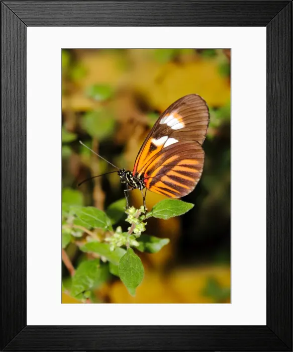 Framed Print : Hecales longwing butterfly (Heliconius hecale), widespread across South America Framed Print : Hecales longwing butterfly (Heliconius hecale), widespread across South America