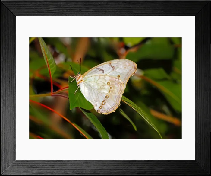 Framed Print : White Morpho (Morpho polyphemus), a white butterfly of Mexico and Central America, ranging as far south as Costa Rica, Central America Framed Print : White Morpho (Morpho polyphemus), a white butterfly of Mexico and Central America, ranging as far south as Costa Rica, Central America