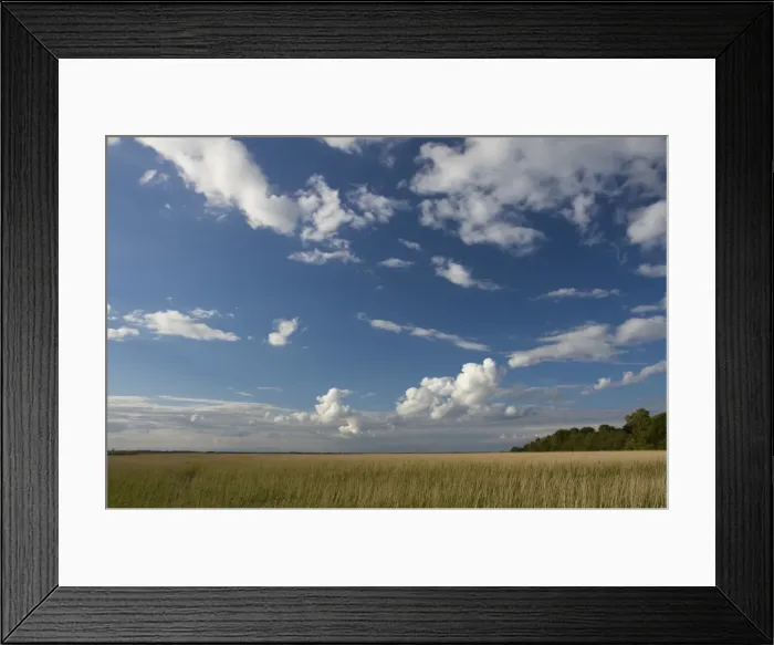 Framed Print : Reed bed at Burgh Castle, Great Yarmouth, Norfolk, England, United Kingdom, Europe Framed Print : Reed bed at Burgh Castle, Great Yarmouth, Norfolk, England, United Kingdom, Europe