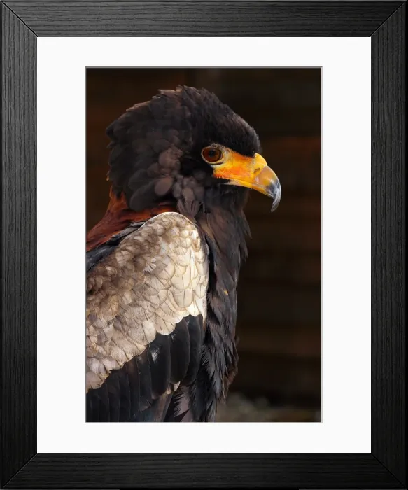 Framed Print : Bateleur (Terathopius ecaudatus) is a medium-sized eagle in the bird family Accipitridae, resident in Sub-Saharan Africa, in captivity in the United Kingdom, Europe Framed Print : Bateleur (Terathopius ecaudatus) is a medium-sized eagle in the bird family Accipitridae, resident in Sub-Saharan Africa, in captivity in the United Kingdom, Europe