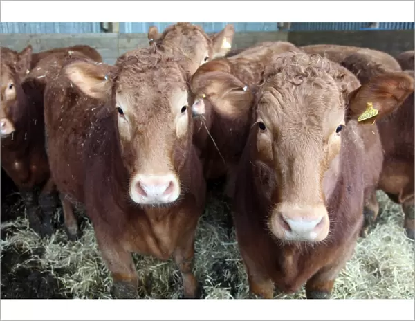 Pedigree South Devon cattle, Devon, England, United Kingdom, Europe