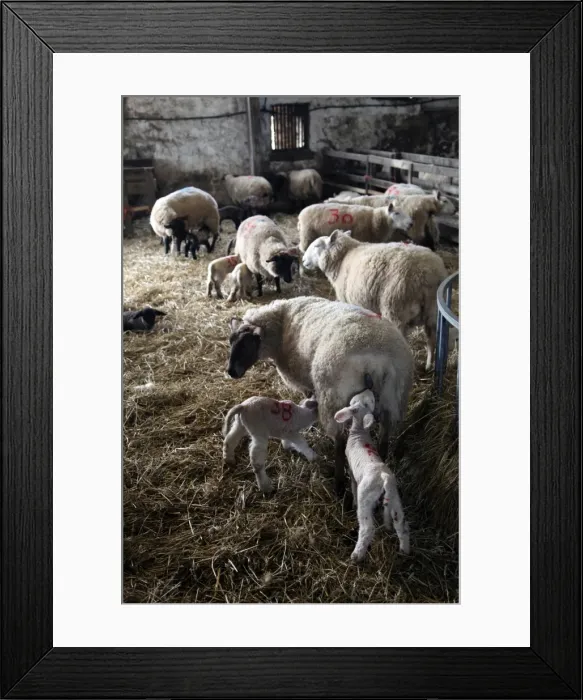 Framed Print : Sheep and lambs on a Dartmoor farm, Devon, England, United Kingdom, Europe Framed Print : Sheep and lambs on a Dartmoor farm, Devon, England, United Kingdom, Europe