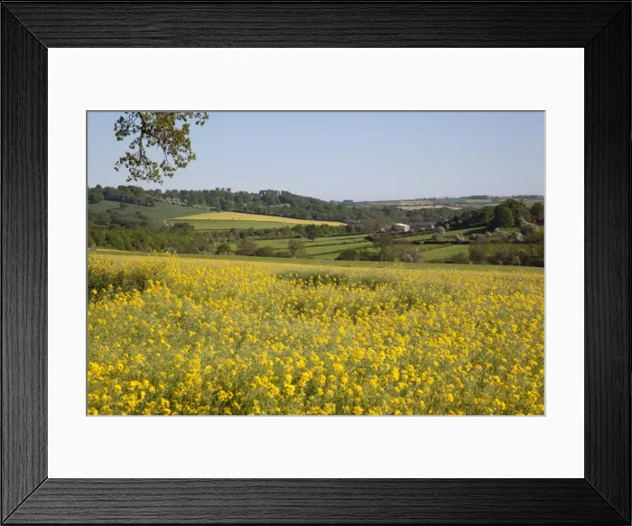 Framed Print : View of Hardwick Hall over rape fields, Derbyshire, England, United Kingdom, Europe Framed Print : View of Hardwick Hall over rape fields, Derbyshire, England, United Kingdom, Europe