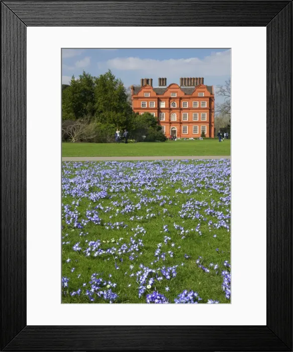 Framed Print : Glory of the Snow flowers in lawns near Kew Palace in spring, Royal Botanic Gardens, Kew, UNESCO World Heritage Site, London, England, United Kingdom, Europe Framed Print : Glory of the Snow flowers in lawns near Kew Palace in spring, Royal Botanic Gardens, Kew, UNESCO World Heritage Site, London, England, United Kingdom, Europe
