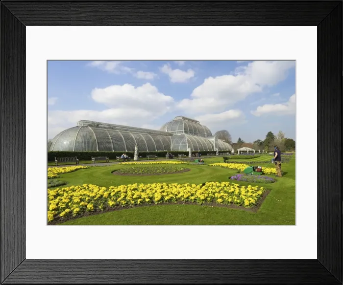 Framed Print : Palm House in spring, Royal Botanic Gardens, Kew, UNESCO World Heritage Site, London, England, United Kingdom, Europe Framed Print : Palm House in spring, Royal Botanic Gardens, Kew, UNESCO World Heritage Site, London, England, United Kingdom, Europe