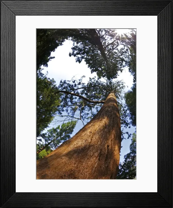 Framed Print : Giant Redwood (Sequoiadendron giganteum), Royal Botanic Gardens, Kew, London, England, United Kingdom, Europe Framed Print : Giant Redwood (Sequoiadendron giganteum), Royal Botanic Gardens, Kew, London, England, United Kingdom, Europe