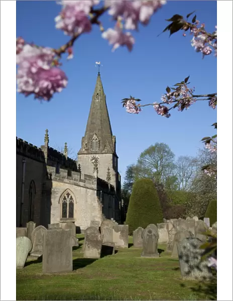Baslow Parish Church and spring cherry blossom, Derbyshire, England, United Kingdom, Europe